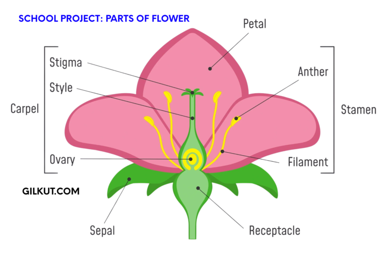 Level-1 School Project: Parts of a Flower (labeled) and Their Functions